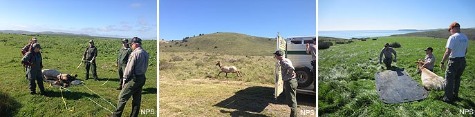 Three images taken in early March 2015 during an experimental tule elk relocation project.