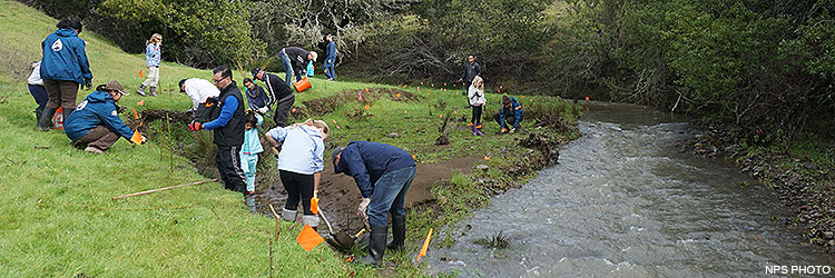 Seventeen volunteers planting vegetation along a stream to stabilize the stream bank. Seventeen volunteers planting vegetation along a stream to stabilize the stream bank.