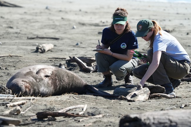 Two female park employees squat near the hind flippers of a young elephant seal lying on a beach.