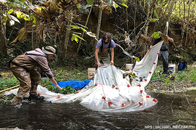 Three individuals standing ankle-deep in water use a finely woven net attempt to catch juvenile fish in a tree-lined creek.