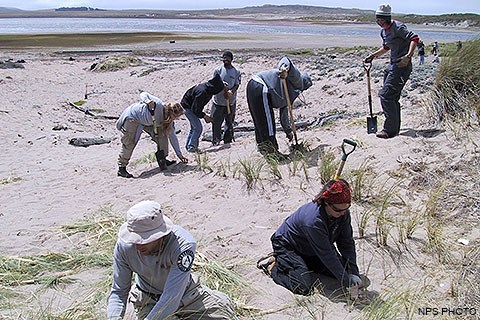 Seven volunteers with shovels remove European beachgrass from sand dunes.