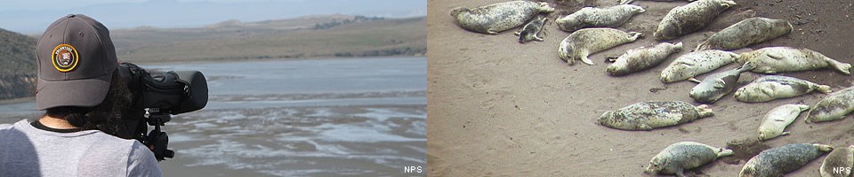 Two images: (left) A Harbor Seal Monitoring Docent looking through a spotting scope. (right) Harbor seals.