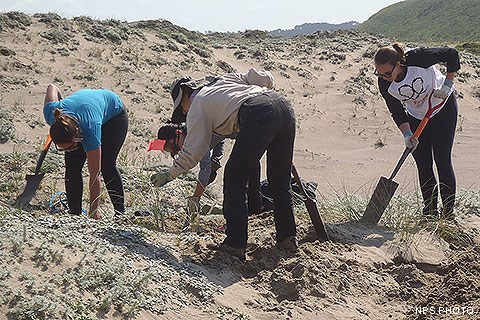 Surrounded by sand dunes, four volunteers with shovels dig up invasive grasses.
