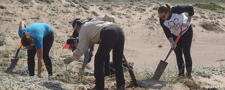 Surrounded by sand dunes, four volunteers with shovels dig up invasive grasses. Surrounded by sand dunes, four volunteers with shovels dig up invasive grasses.