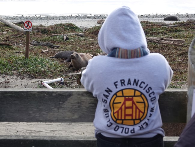 A person wearing a grey hoodie watches a female elephant seal.