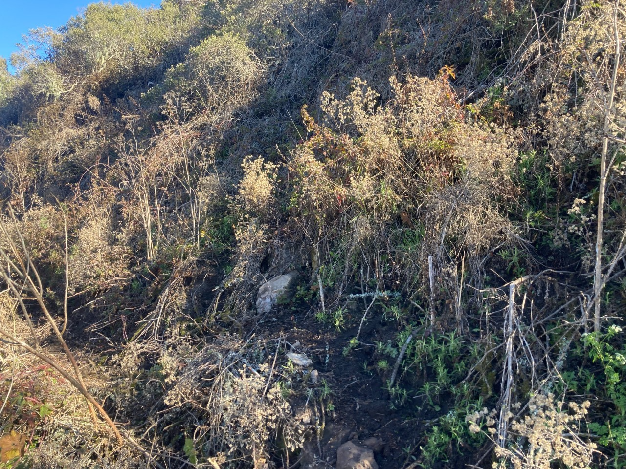 lt= A hillside on a clear blue day covered in brushy vegetation.