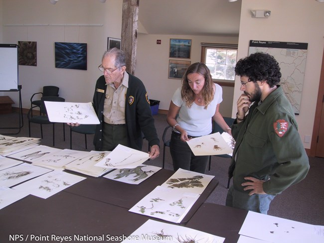 Three people working on mounting herbarium specimens on herbarium paper.