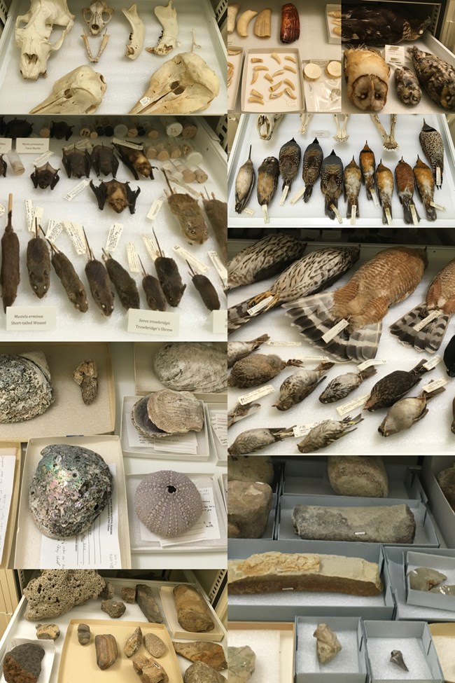 Collage of marine mammal skulls, bird and mammal study skins, fossils, seashells, and whale teeth in a museum collections cabinet.
