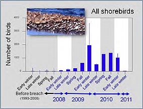 Figure 2. Numbers of shorebirds documented in southern Tomales Bay by Audubon Canyon Ranch. Click on this image to view a full size version of this graph (60 KB PDF)