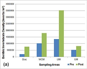 Figure 4. Histogram plot showing average total benthic invertebrate density at Giacomini Wetlands (Giac) and the three Reference Areas (WCM, LIM, and UM) pre- and post- restoration.  Density is listed as number of invertebrates per cubic meter of sediment. Click on this image to view a full size version of this graph (25 KB PDF).