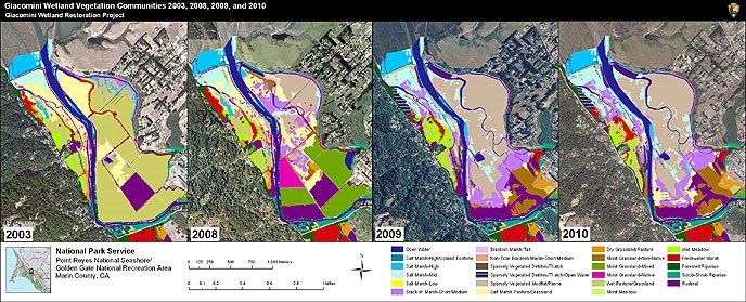 Figure M1. Vegetation Communties on the Giacomini Wetlands - 2003, 2008, 2009, and 2010. Click this image to download a 1.1 MB PDF of these maps.