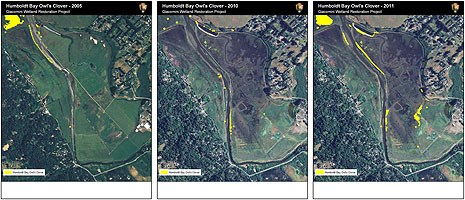 Figure R2. Humboldt Bay Owl's clover distribution around the Giacomini Wetland Restoration Project Area in 2005, 2010, and 2011.