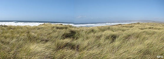 Beachgrass dominates dunes along the Great Beach.