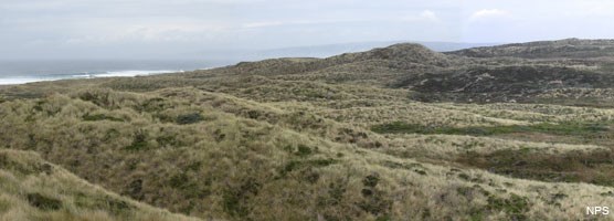 Sand dunes covered in non-native invasive European beachgrass