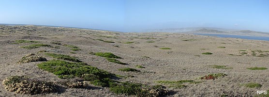 Native dune vegetation and habitat at Abbotts Lagoon.