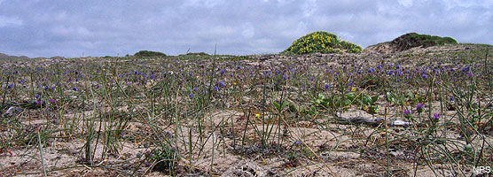Native dune vegetation.
