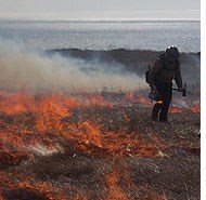 A wildland firefighter with a drip torch lighting grass on fire.