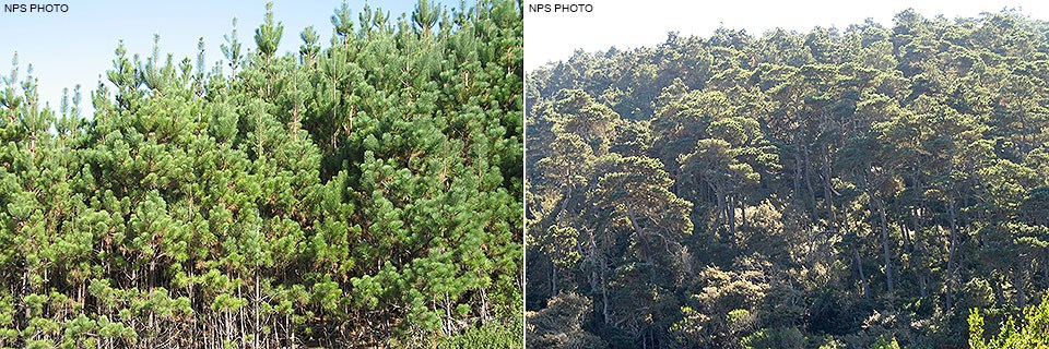 Left Image: Densely-packed, 15-foot-tall, ten year old trees. Right Image: A mature bishop pine forest with relatively large trees spaced yards apart.