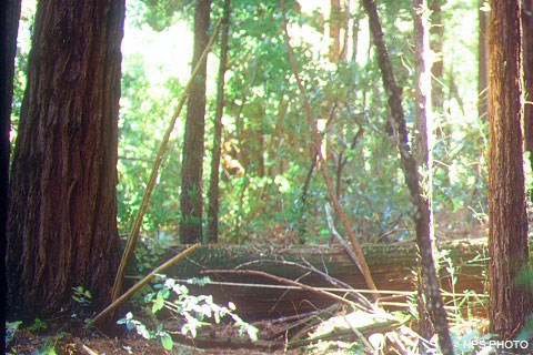 Sunlight filters through green leaves and between red-barked trees. A large log lies on the ground in the foreground.