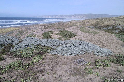 Coastal sand dunes partially covered by diverse vegetation with the ocean in the background.