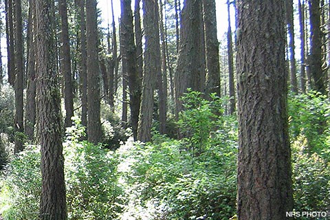 Grayish bark covers many large-diameter trees that stand among dark green bushes obscuring the ground.