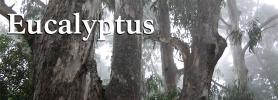 Fire Newsletter: Eucalyptus Fire Newsletter: Eucalyptus