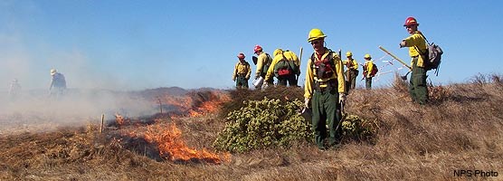 Fire fighters using drip torches to ignite a prescribed fire near Drakes Beach in 2004. Fire fighters using drip torches to ignite a prescribed fire near Drakes Beach in 2004.