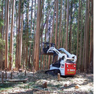 pic_fire_hwy1eucalyptus_190x185.jpg?maxwidth\u003d650\u0026autorotate\u003dfalse