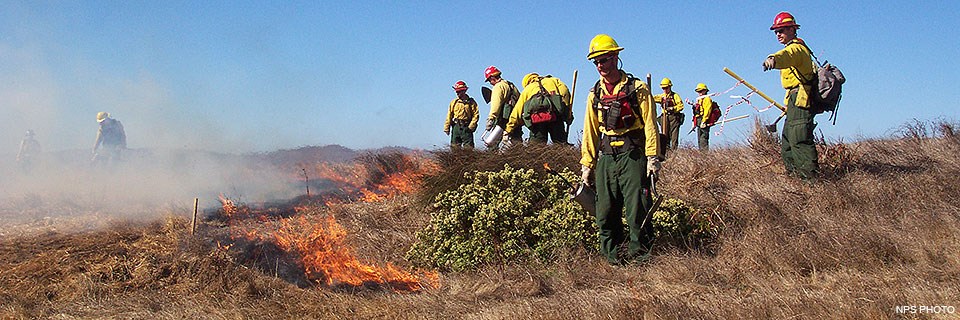 Nine firefighters wearing yellow shirts, green pants, and yellow hard hats use drip torches and other tools to set fire to grass while conducting a prescribed, controlled burn.