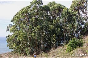 A small grove of lanky, green-leafed trees.