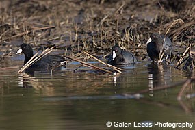 American coots © Galen Leeds Photography