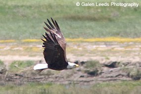 Bald eagle flying over Giacomini Wetlands, May 2009, Photography by Galen Leeds