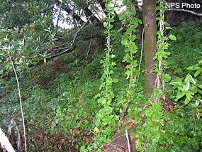 Riparian understory dominated by cape ivy.