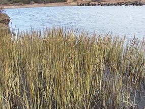 Native Pacific cordgrass north of Giacomini Ranch. Cordgrass moved into the ranch only within the last 10–15 years.
