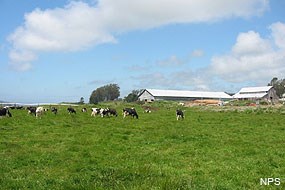 Cows at Giacomini Ranch prior to restoration.