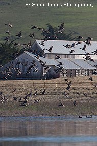 Ducks near Dairy Mesa. © Galen Leeds Photography