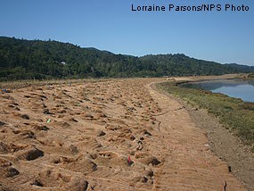 The high tide refugia at the northern end of the East Pasture. An erosion control blanket minimizes erosion and soil loss. Area is being revegetated to create cover for rails during extreme high tides and floods.