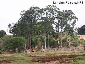 Eucalyptus removal on Point Reyes Mesa portion of Giacomini Ranch.
