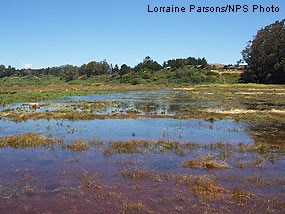 Flooded East Pasture