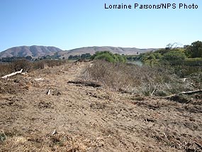Floodplain terrace excavation area prior to grading.