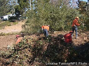 Great Tree Tenders crew removing Himalayan blackberry from Tomasini Creek.