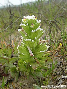 Humboldt Bay Owl's Clover (Castilleja ambigua ssp. humboltiensis)