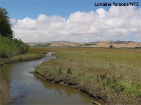 Undiked marsh directly north of Giacomini Ranch West Pasture.