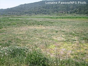 Manure Disposal Pasture after being mowed in 2008.
