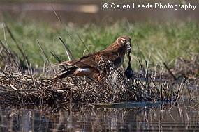 Juvenile Northern Harrier © Galen Leeds Photography