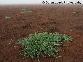 Pickleweed © Galen Leeds Photography