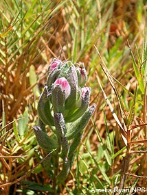 Point Reyes Bird's Beak - Cordylanthus maritimus ssp. palustris (Chloropyron maritimum ssp. palustre)