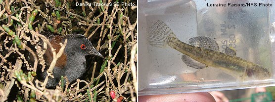 Photos of a California black rail on the left (photo by Danika Tsao, USGS) and a tidewater goby in a water-filled plastic bag on the right.