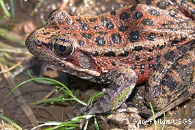 Red-legged frog. Photo courtesy Gary Fellers/USGS.