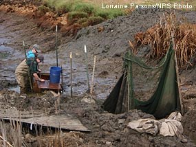 Park Service staff clear tidewater goby and other fish from drainage ditches prior to filling